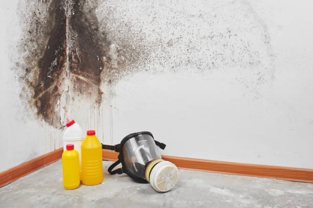 Best Mold Damage Repair  in Gonzales, LA