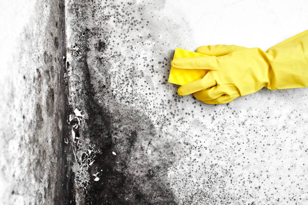 Best Certified Mold Removal  in Gonzales, LA