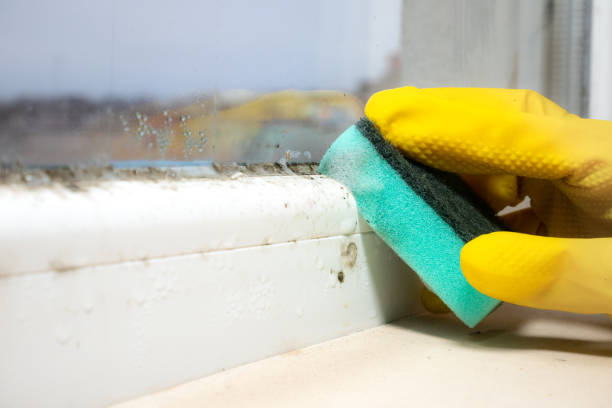 Best Commercial Mold Removal  in Gonzales, LA