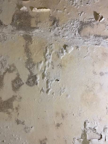 Best Toxic Mold Removal  in Gonzales, LA