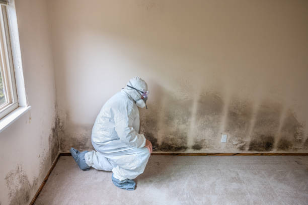 Best Mold Damage Repair  in Gonzales, LA