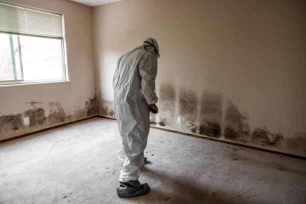 Mold Testing and Removal in Gonzales, LA
